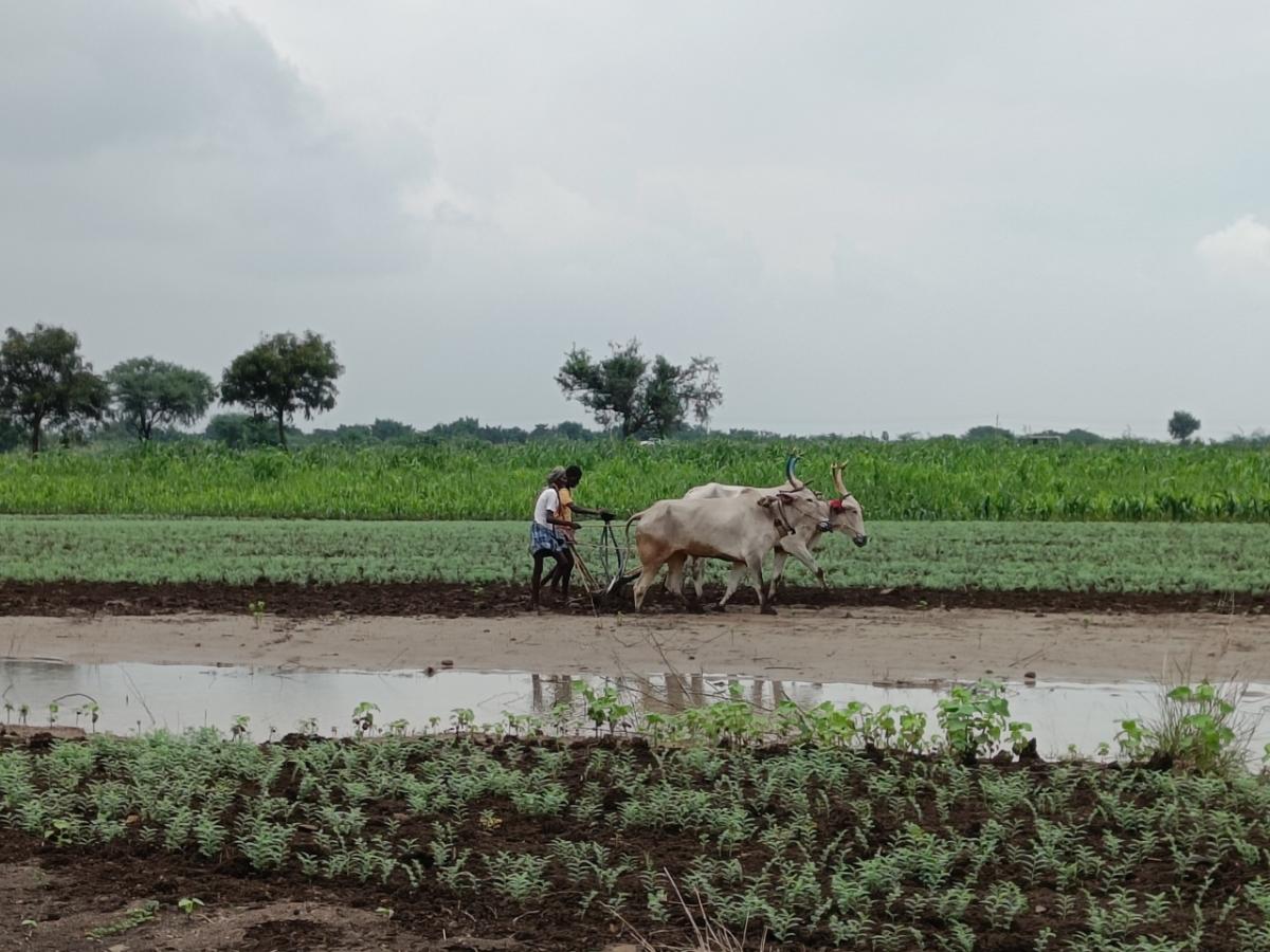 tilling with oxen