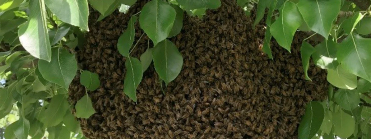 bee hive