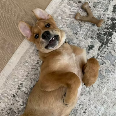 dog lying on carpet next to chew toy