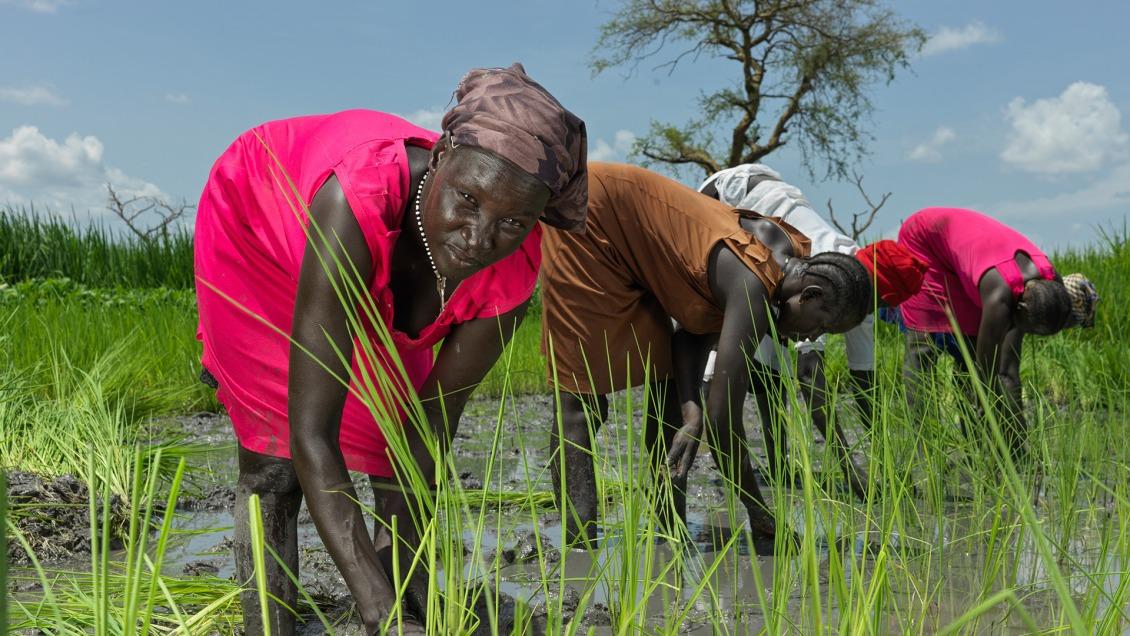 Nyaok Dieng, 34,  plants rice in the rice paddy in South Sudan.