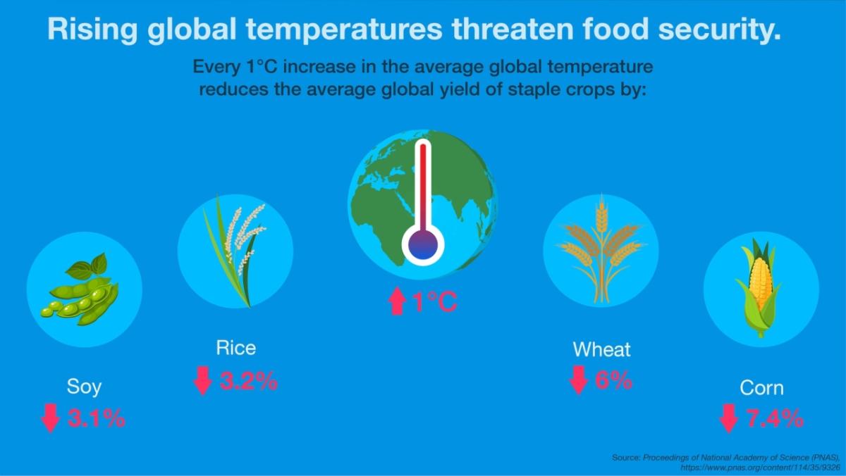Illustration showing the rise in global temperatures threatening food security.