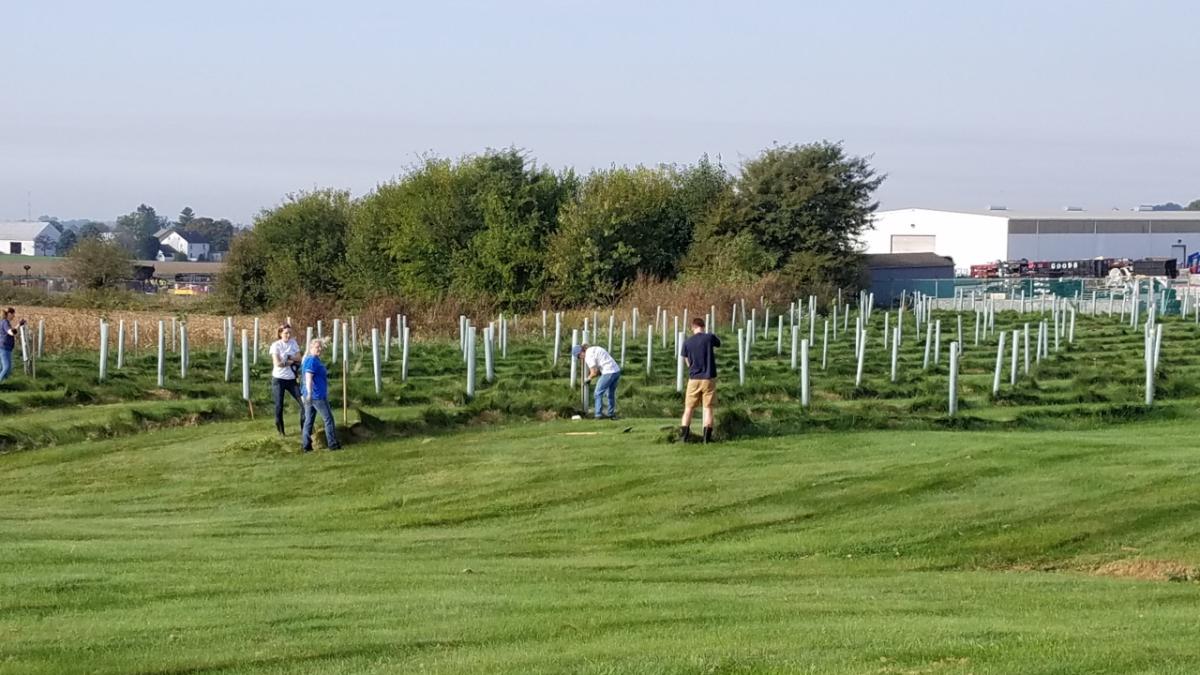 CNH Industrial employees planting trees