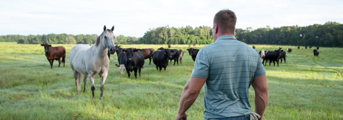 Slade Williams walking towards horses and cows in a grassy field