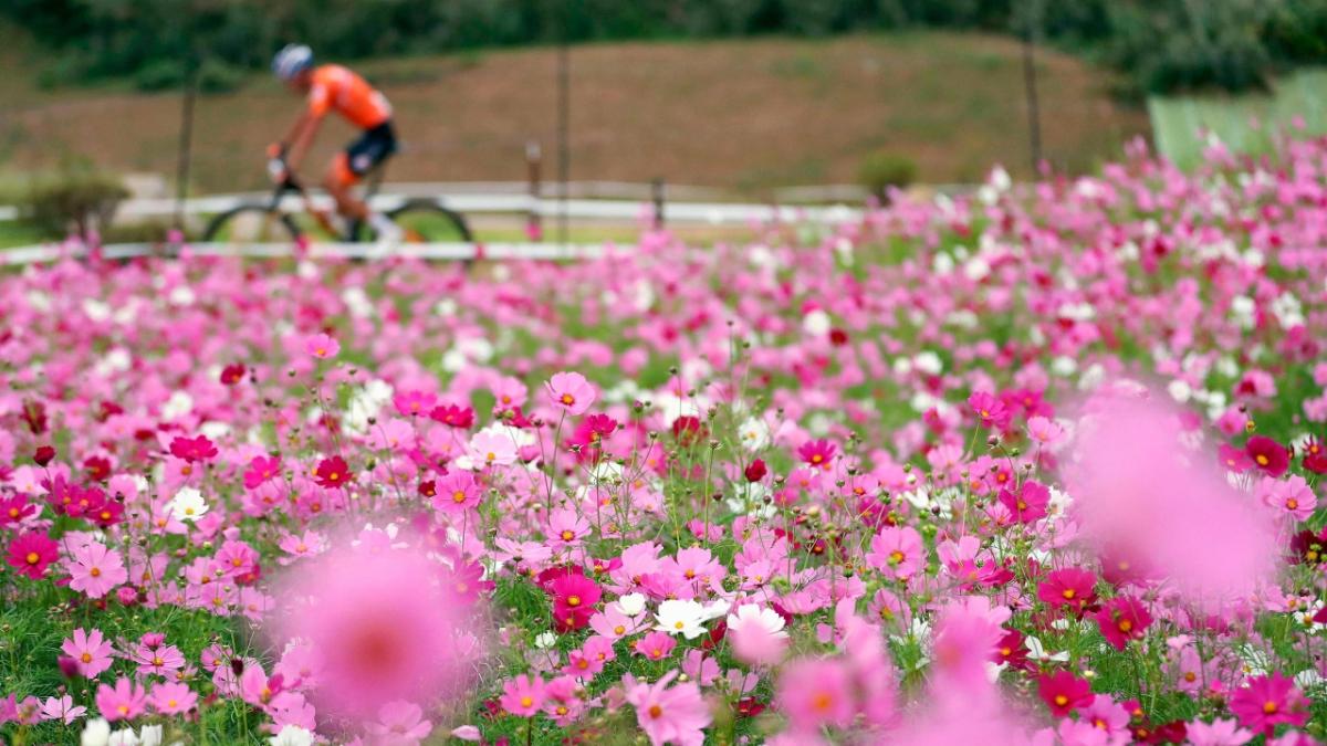 Field of pink flowers