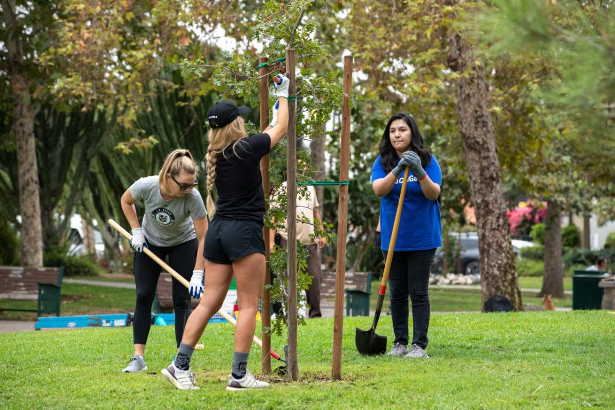 Volunteers working together to plant trees