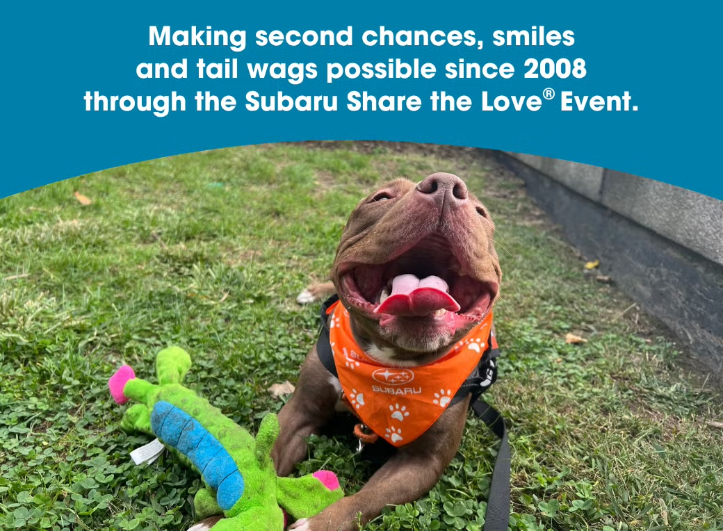 Photo of "smiling" dog with a toy, with text: "Making second chances, smiles and tail wags possible since 2008 through the Subaru Share the Love Event."
