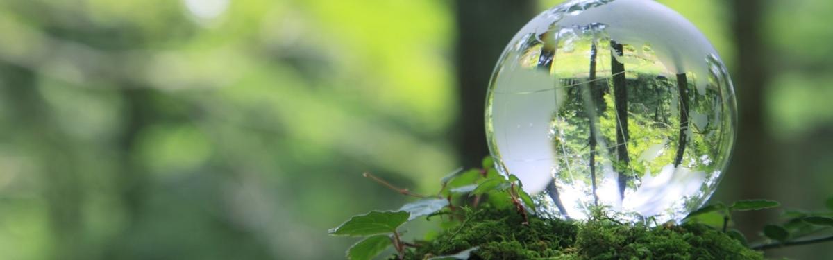 Forest with reflective bubble