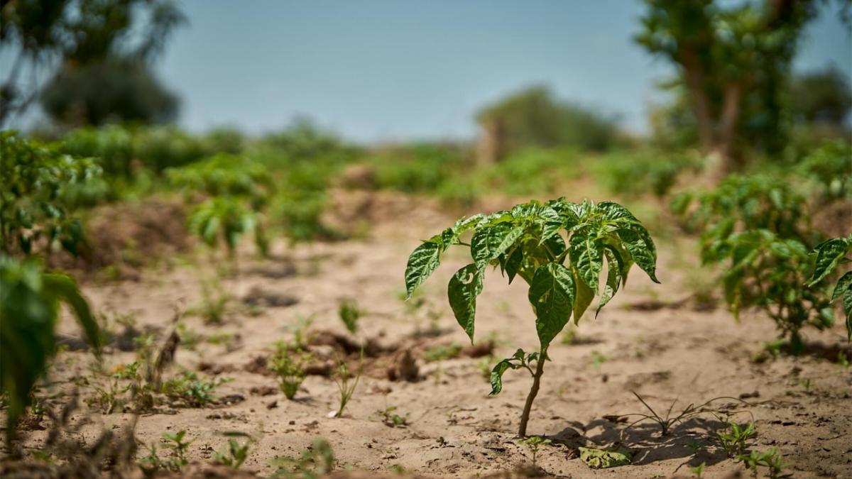 baby trees planted