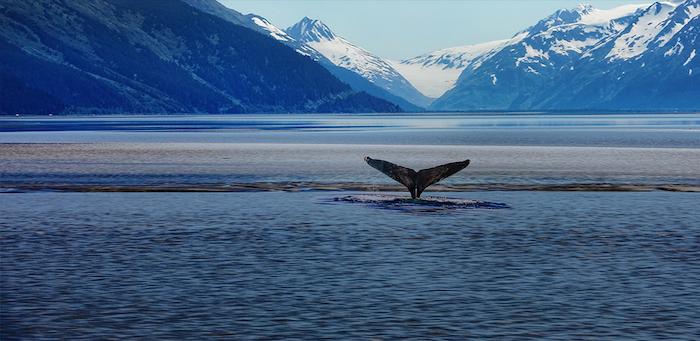 Tail of a whale shown above water. Snow capped mountains are in the background.