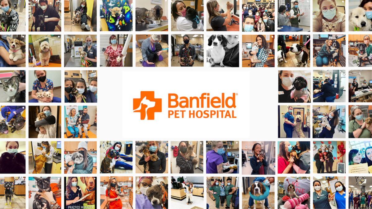 Banfield Pet hospital Associate mosaic 