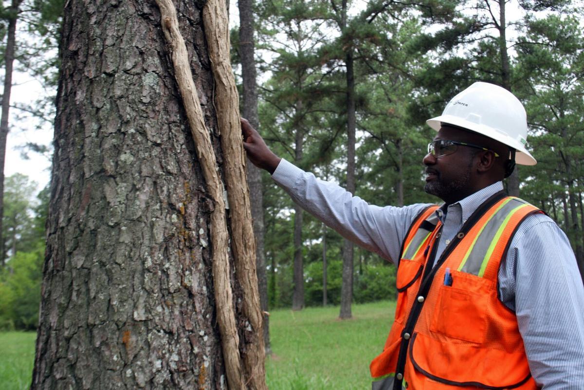 Sustainability of the Southern pine forest is critical to the job of Paper Fiber Supply Manager Alex Singleton, who joined the Rome International Paper mill in July.
