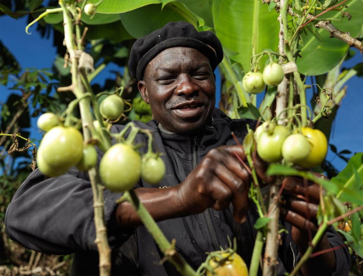 Roger harvests his tomatoes. 
