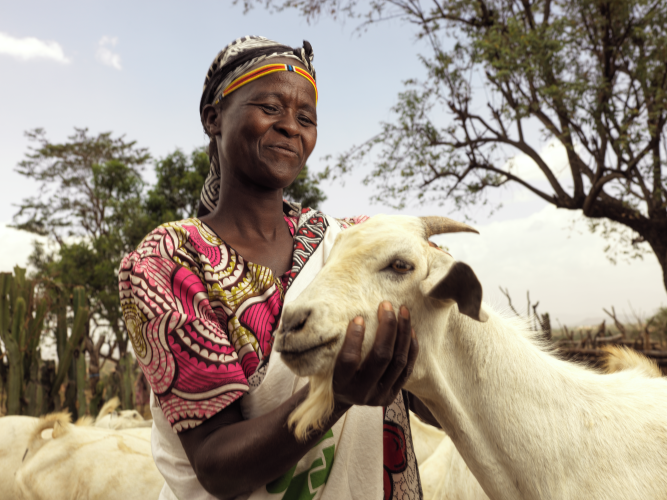 Rosalyne, 35, raises hearty Galla goats in West Pokot County, Kenya, with support from Action Against Hunger. Photo by: Peter Caton for Action Against Hunger, Kenya Rosalyne, 35, raises hearty Galla goats in West Pokot County, Kenya, with support from Action Against Hunger. Photo by: Peter Caton for Action Against Hunger, Kenya