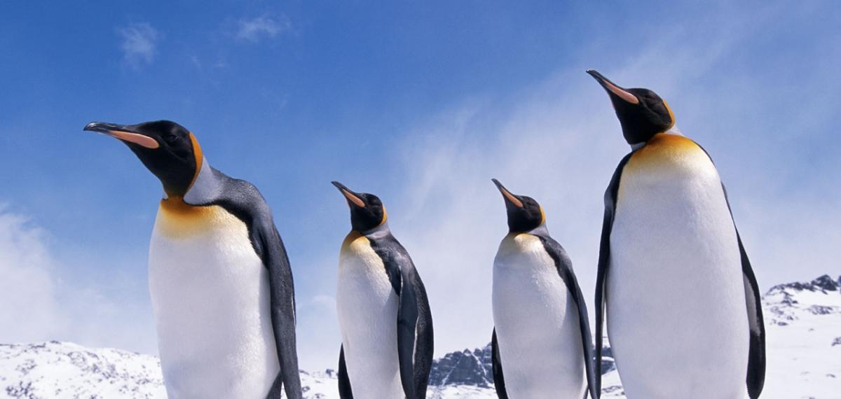 4 penguins