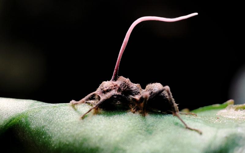 Ophiocordyceps unilateralis, commonly known as zombie-ant fungus
