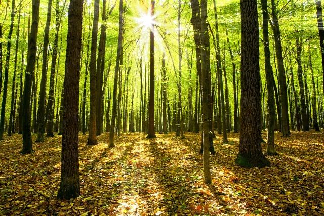 Summer Workplace Safety: How to Stay Tick-Free