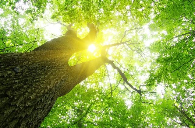 Antea Group, rooted down reaching up