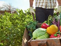 Food and Beverage Sustainability