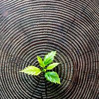 Antea Group 2016 Sustainability Report