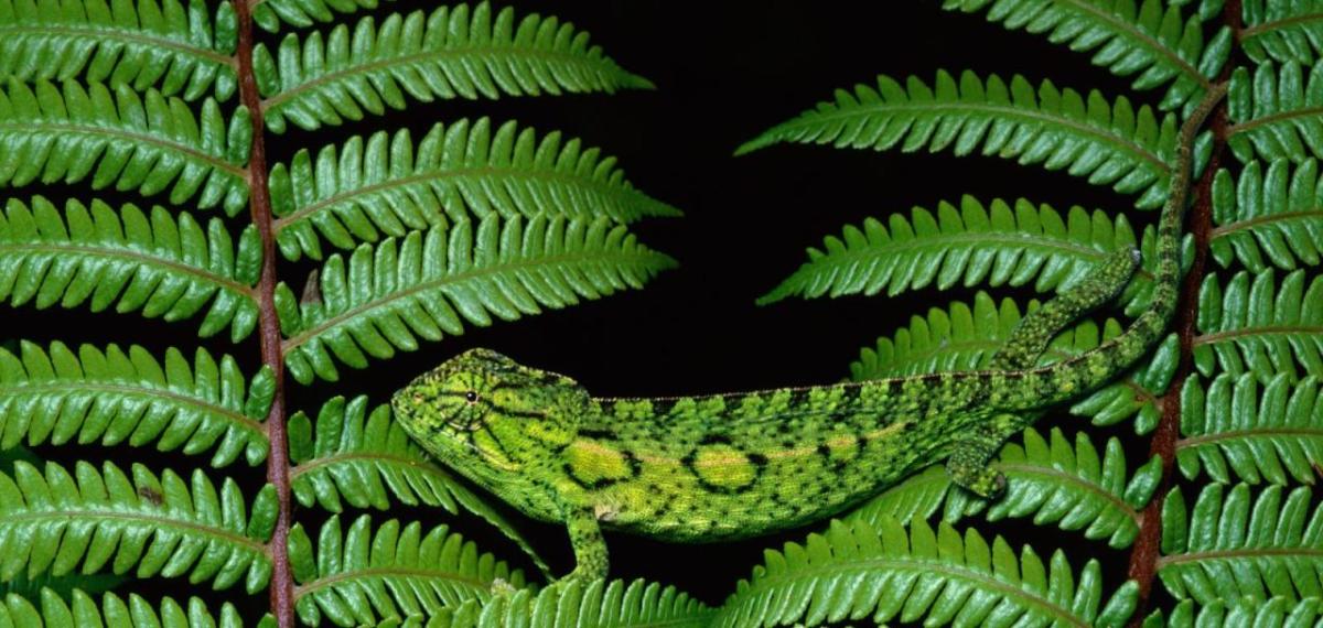 leaves with a camouflaged animal