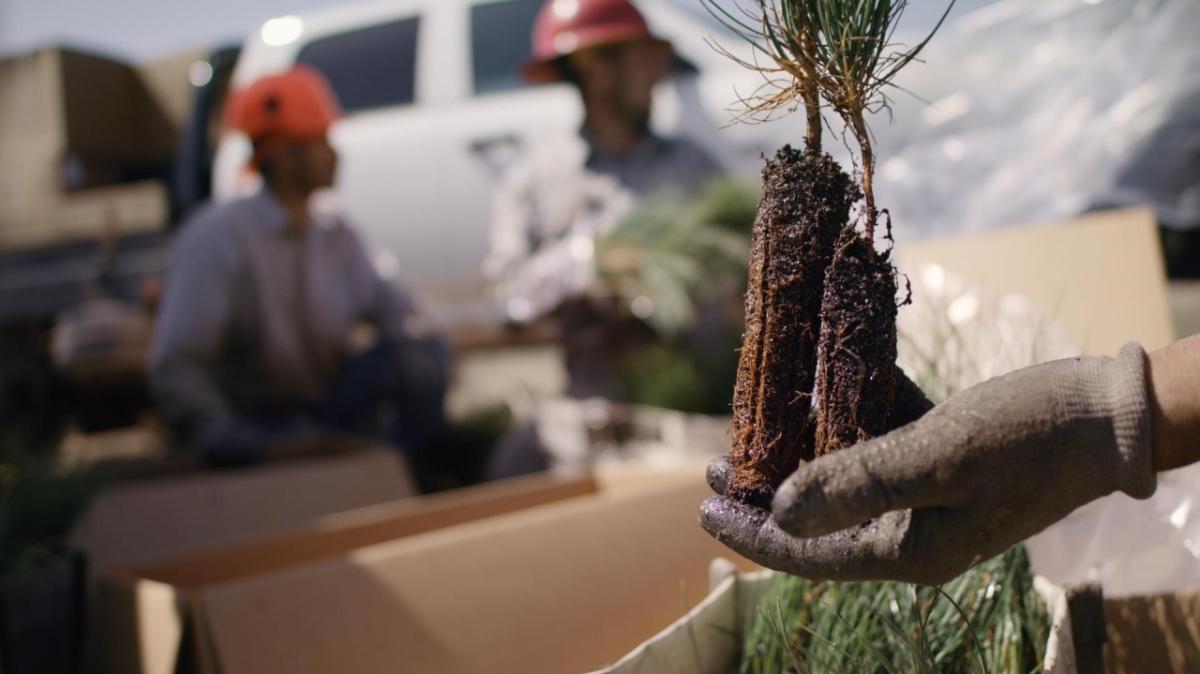 In celebration of Earth Month, AEG has partnered with The Arbor Day Foundation to Plant 10,000 Trees someone holding up a small plant