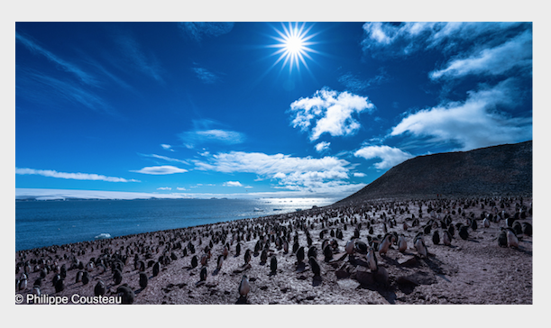 Adelie Penguin Colony