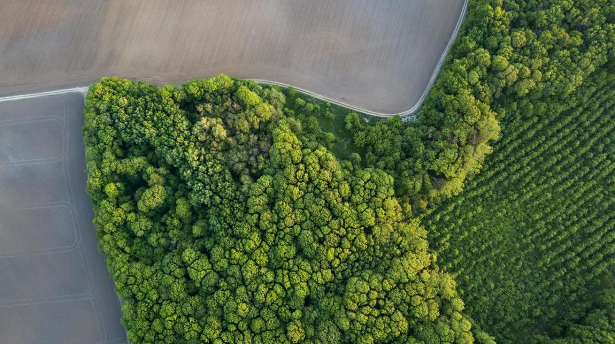 Aerial view of a section of dense trees bordered with open fields.
