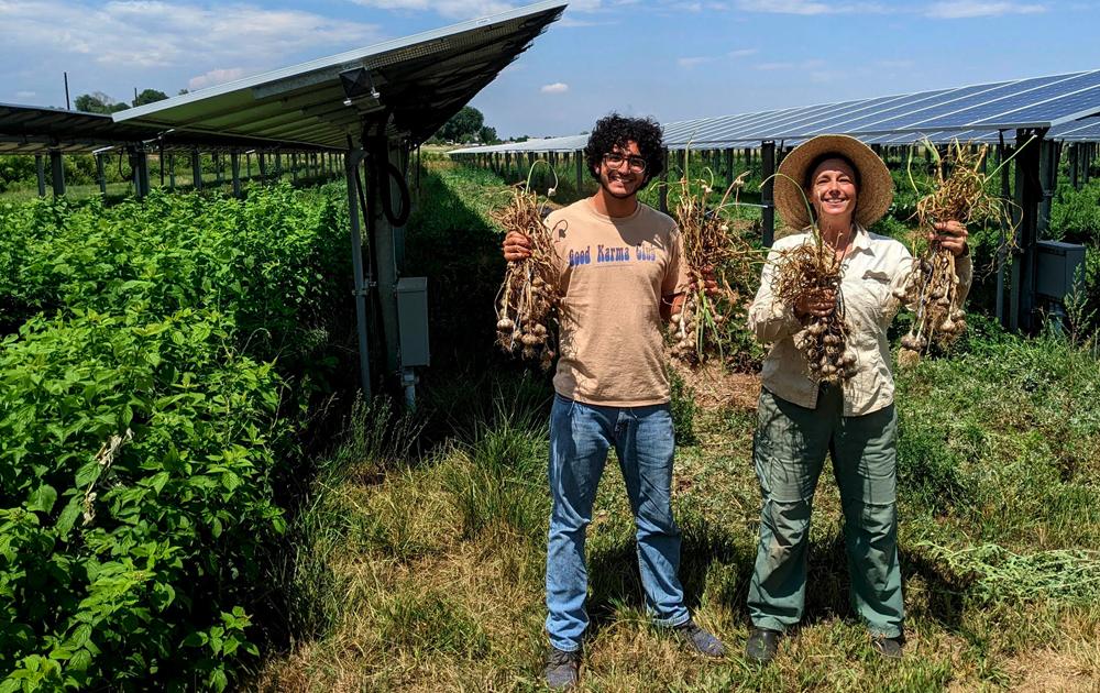 Jack's Solar Garden in Colorado