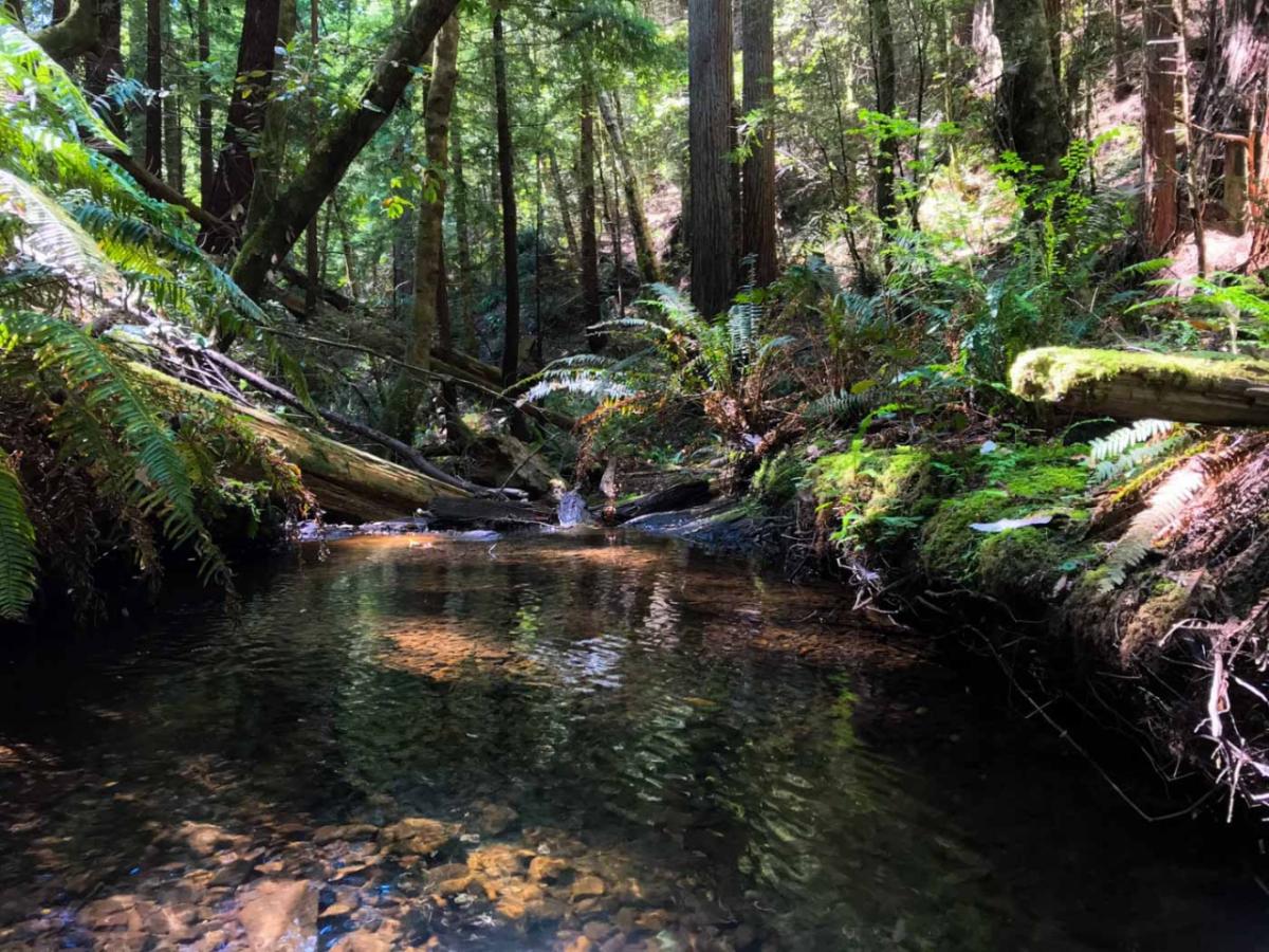 Photo from Tc’ih-Léh-Dûñ wildlife corridor