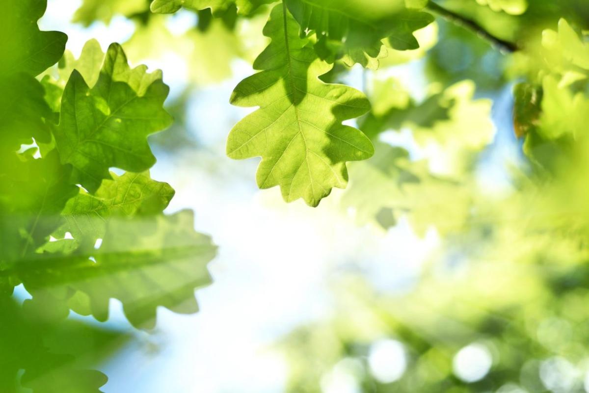 Sun filtering through oak tree leaves