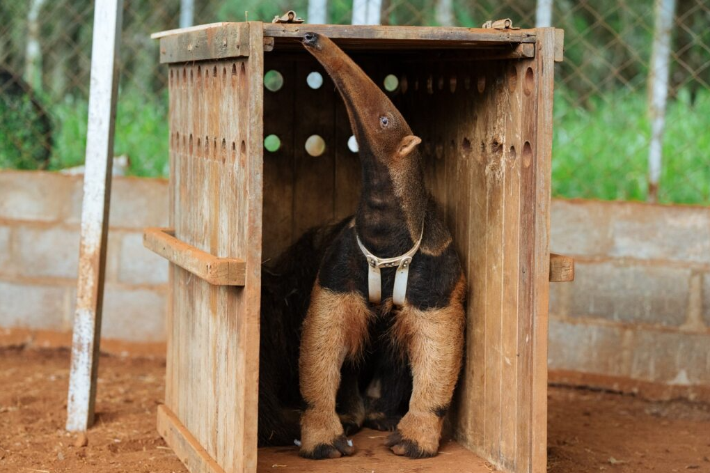 Giant anteater