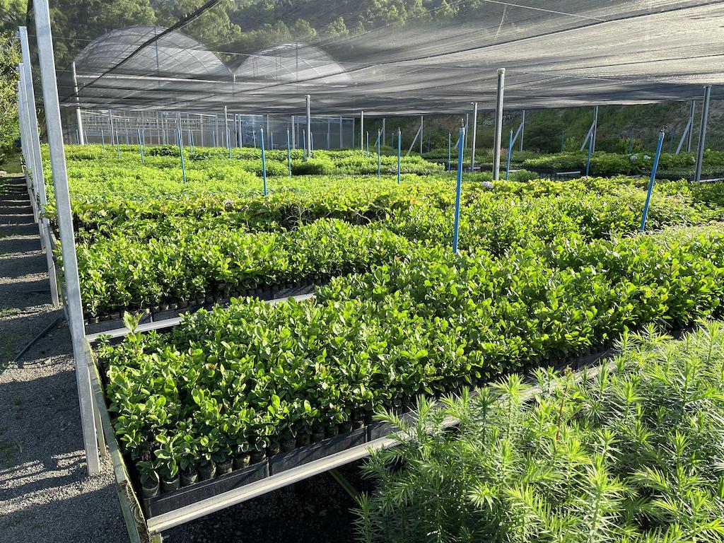 photo of Apremavi’s seedling nursery