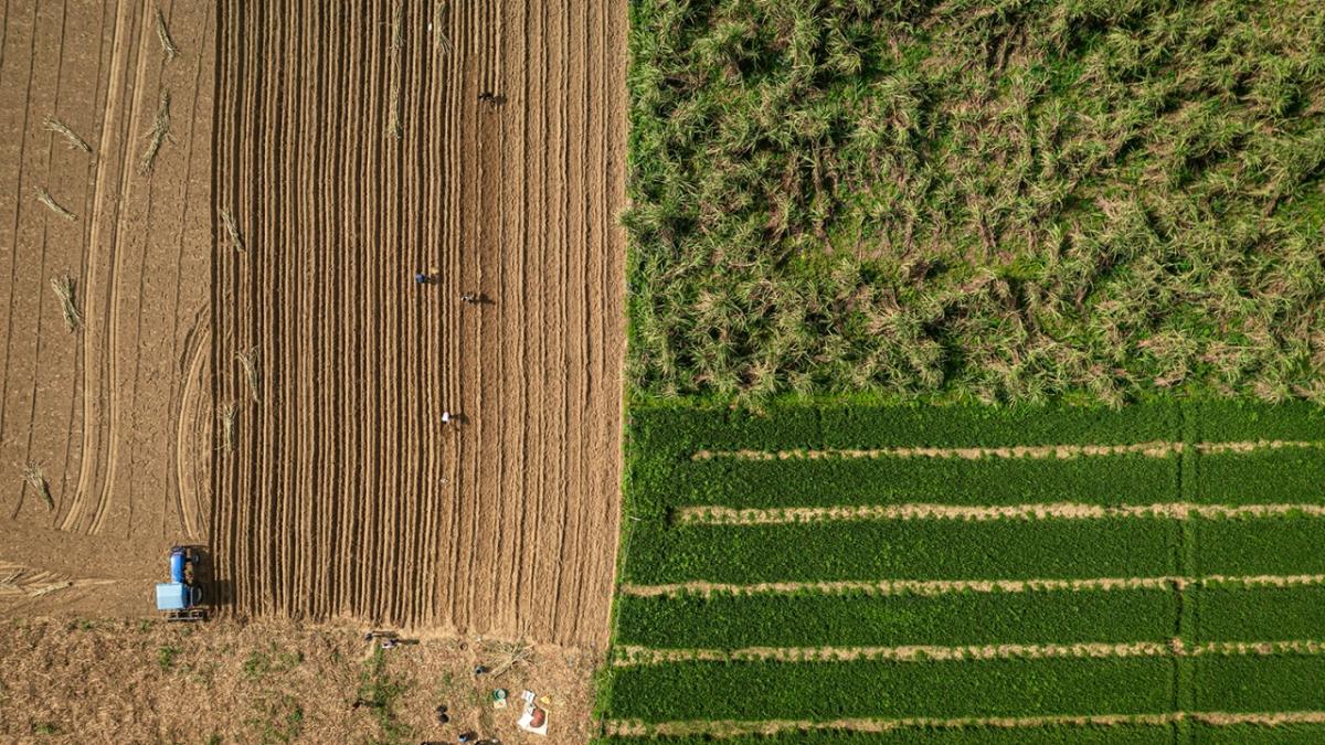 Ariel view of Bonsucro certified sugarcane farm