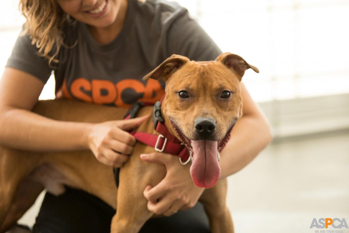 Subaru of America Supports Shelter Pets During 2019 New York International Auto Show With Adoption Event Subaru of America Supports Shelter Pets During 2019 New York International Auto Show With Adoption Event