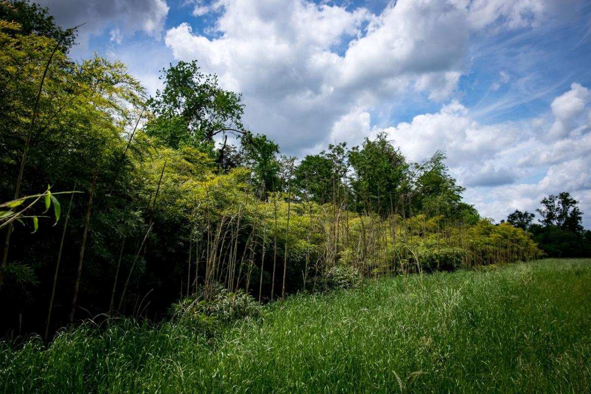 Kimberly-Clark is partnering with XPRIZE to create the Future of Forests Impact Roadmap to help people understand the importance of our environment and reveal breakthroughs including sustainably-produced alternatives for wood that shift the reliance on virgin wood from natural forests and plantations.