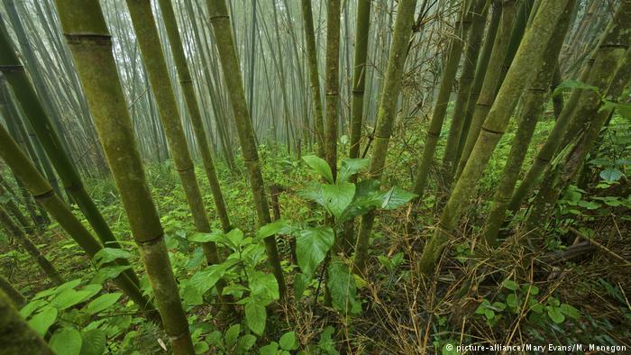 Photo: picture-alliance / Mary Evans / M. Menegon