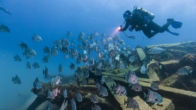 scuba diver near a school of fish