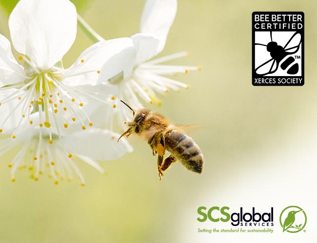 Get Bee Better Certified with SCS