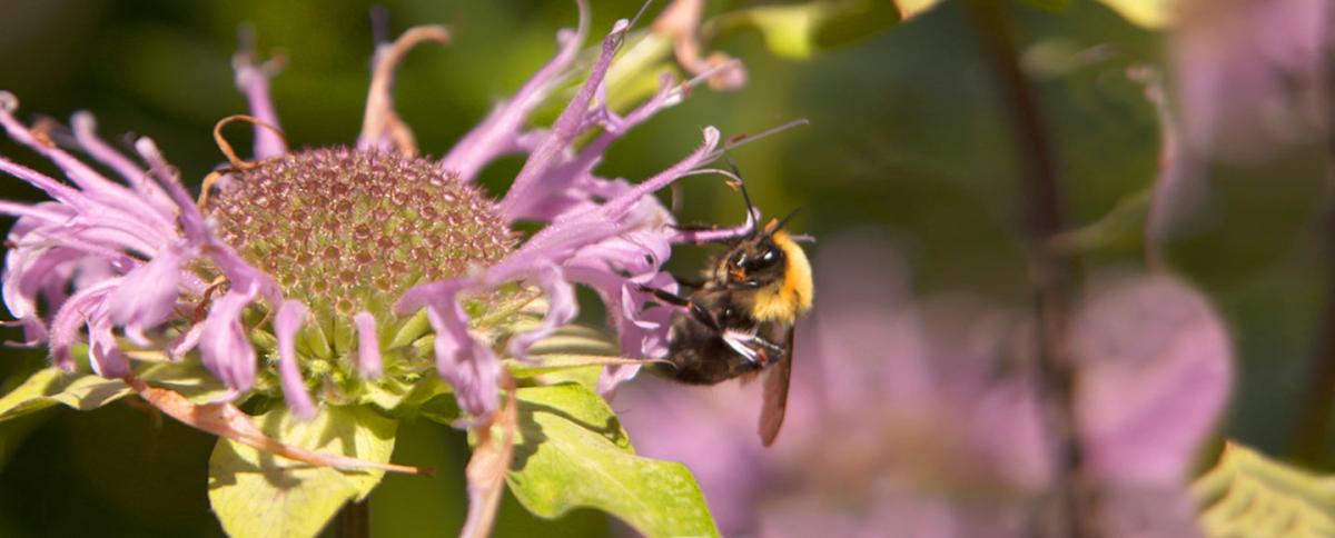 Wells Fargo is part of a citywide effort to boost pollinator habitats around Minneapolis.