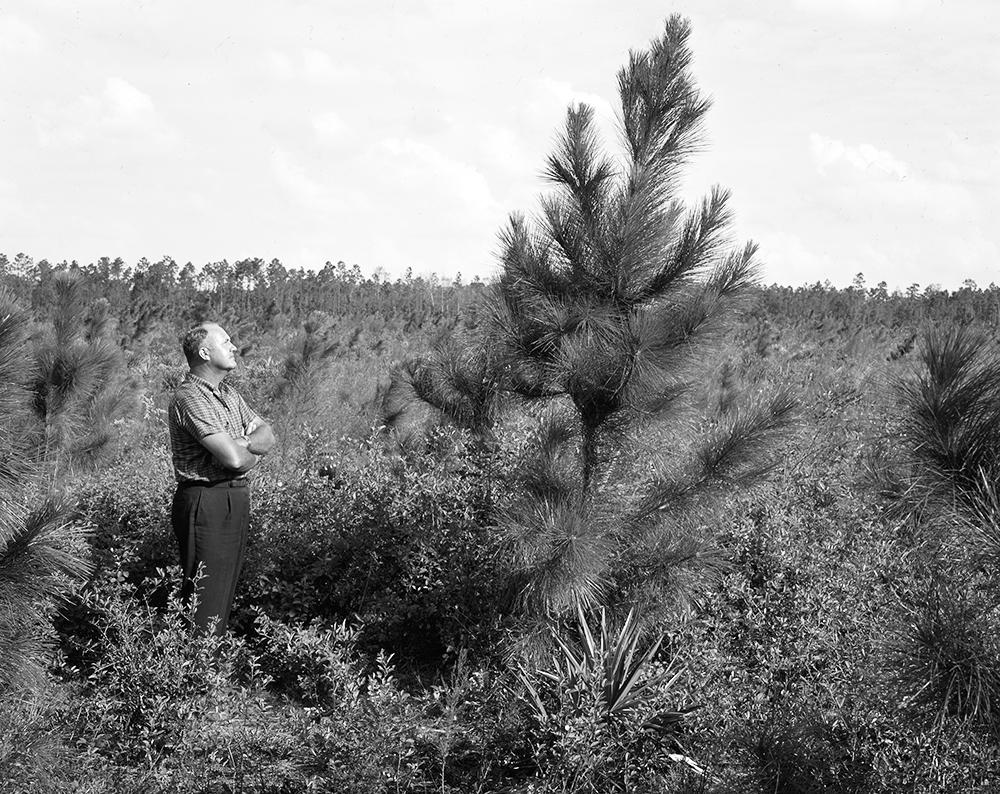 Bill Miller looking at a tree