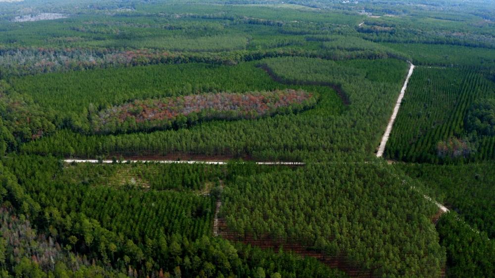  This aerial view of one of Rayonier’s Florida forests shows a number of forest types and ages laid out like a mosaic. For example, the colorful area near the center is a forest of hardwood trees while the trees immediately surrounding it are pines.