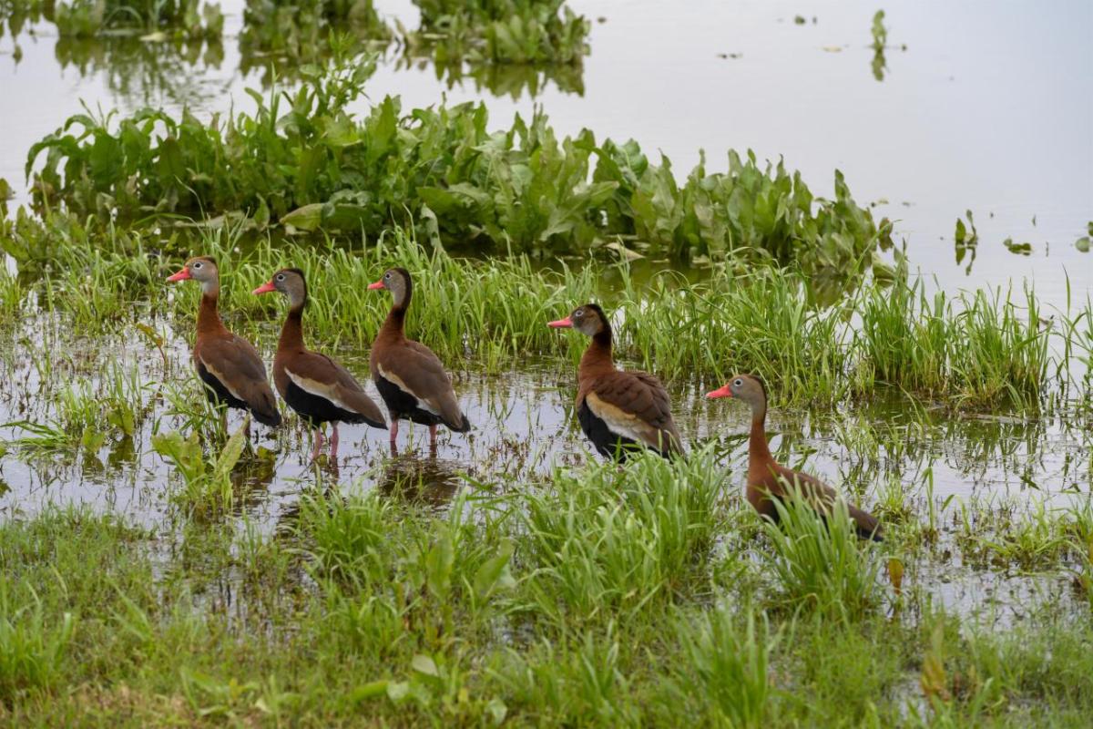A flock of brown ducks