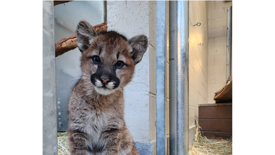 Cougar cub