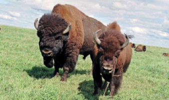 An adult and juvenile Bison in an open grassy field.