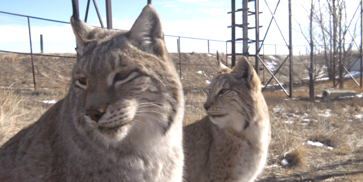 bobcats