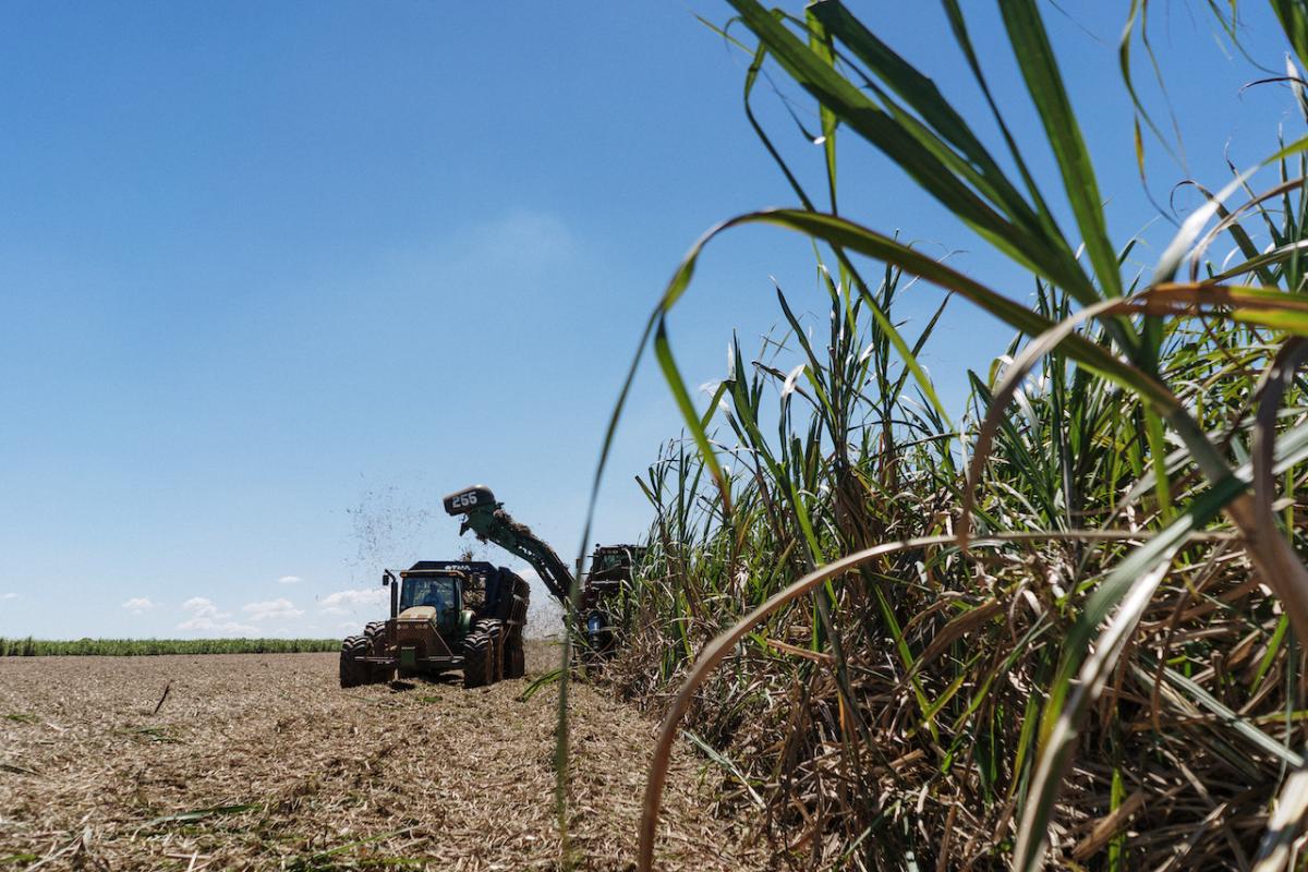 Sugarcane harvest