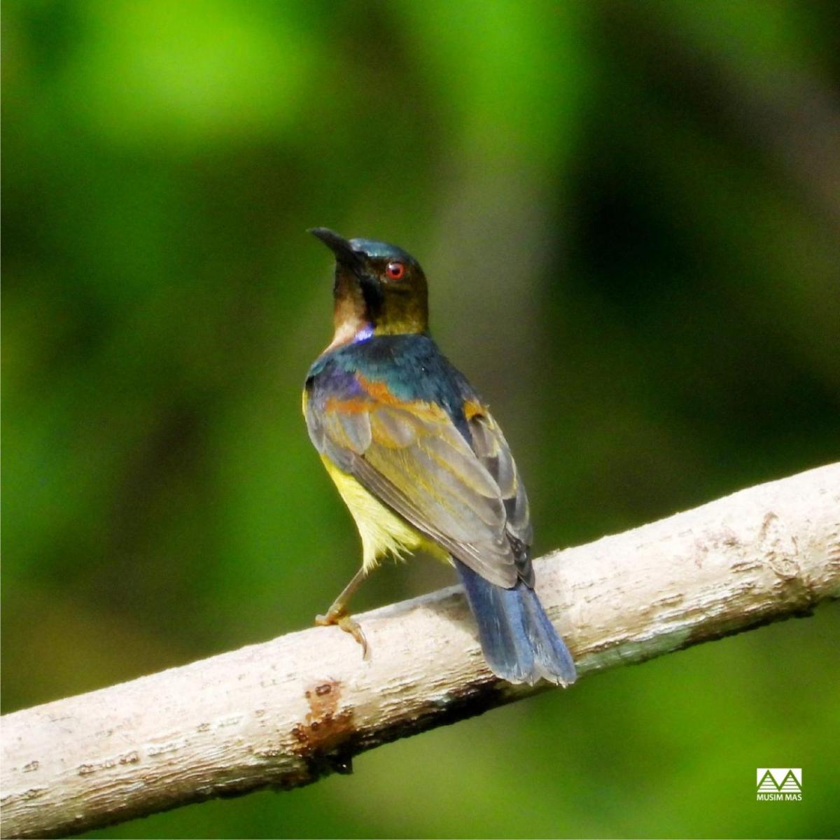 A brown-throated sunbird