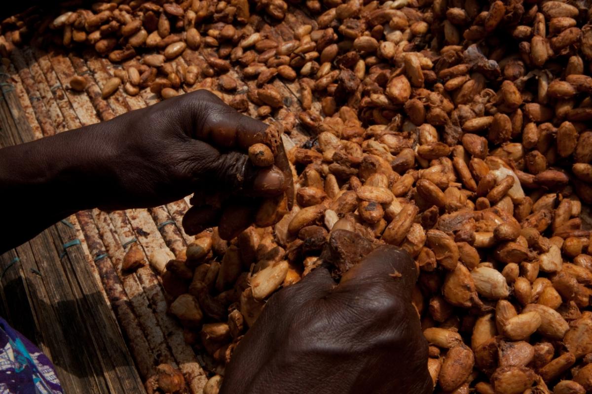 N’Dri Chantal Konan, age 70, separates the pulp from cocoa in Allahteresekro, Côte d’Ivoire. © Peter DiCampo/Oxfam America