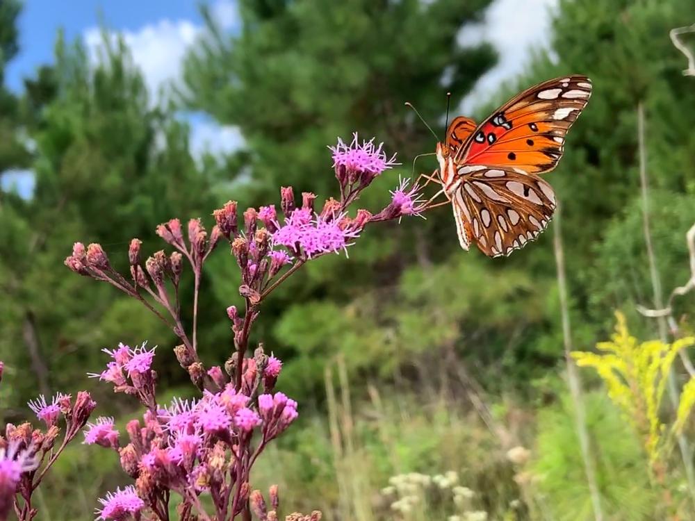  Open forest areas like this one in Florida are an important food source for pollinators.