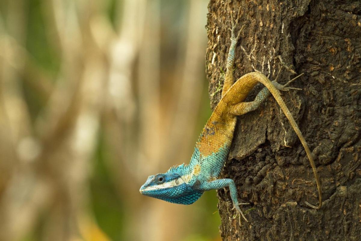 Lizard climbing tree
